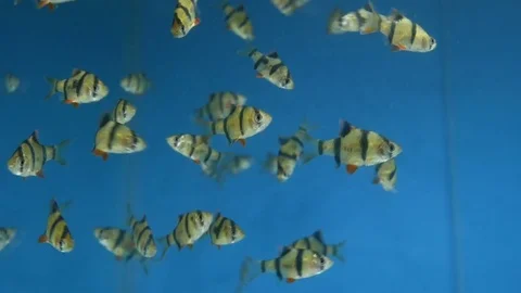 Aquarium fish tank Stock Footage 80266620