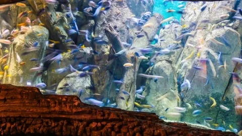 Aquarium Fish Time Lapse Stock Footage 79041980
