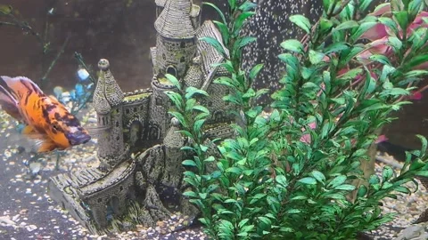 Aquarium Fish Video Video stock 252016179