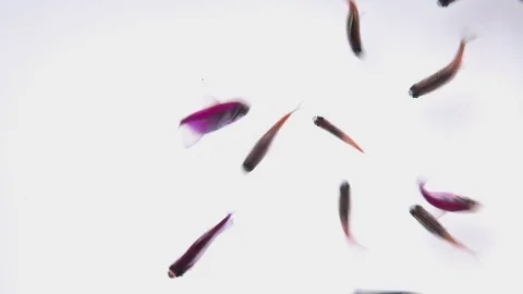 Aquarium fish on white background,top view Stock Footage 79677122