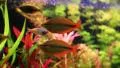Aquarium fishes and green water plants HD Footage