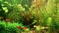 Aquarium fishes and green water plants HD Footage