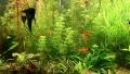 Aquarium fishes and green water plants HD Footage