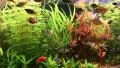 Aquarium fishes and green water plants HD Footage