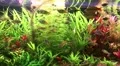 Aquarium fishes and green water plants HD Footage
