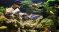 Aquarium fishes and water plants HD Footage
