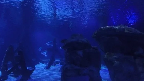 Aquarium floor 스톡 동영상 101936581
