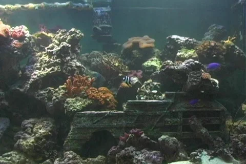 Aquarium Видео 97641