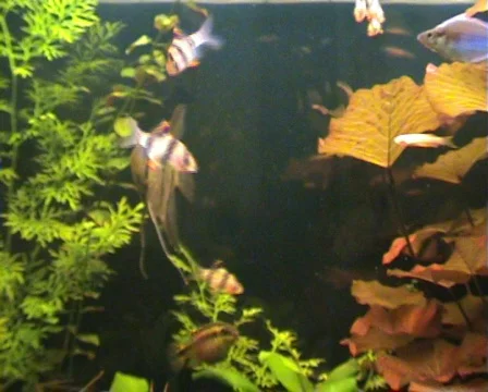 Aquarium Stock Footage
