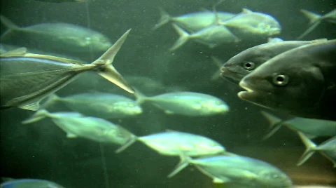 Aquarium Stock Footage 679995