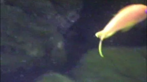 Aquarium Stock Footage 1912919