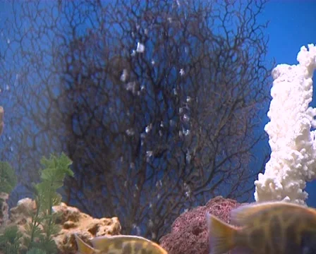 Aquarium Vídeo Stock 1931102