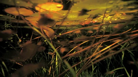 Aquarium Stock Footage 2541135