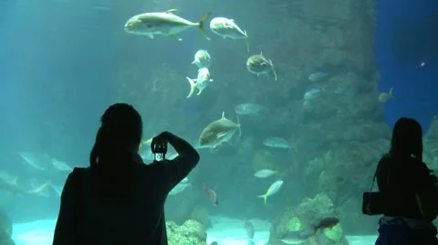 Aquarium Vídeos de archivo 7729332