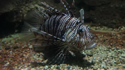 Aquarium Stock Footage 8525335