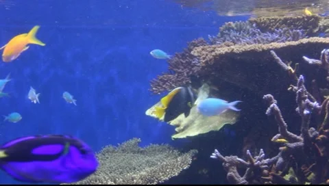 Aquarium Stock Footage 8555164