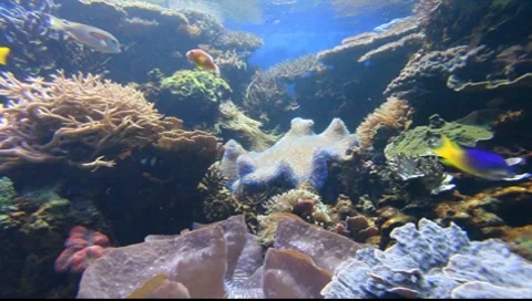 Aquarium Stock-Footage 8555183