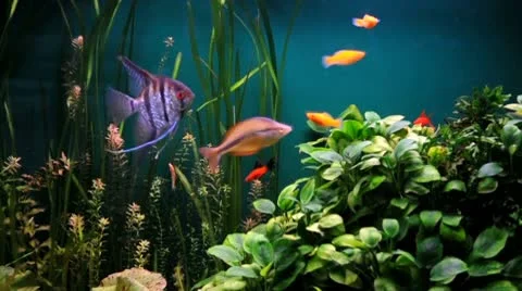 Aquarium Stock Footage 9035448
