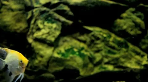 Aquarium Stock Footage 10571400