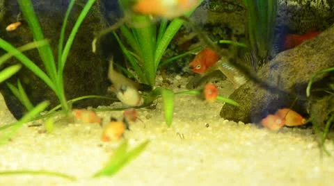 Aquarium Stock Footage 10756218