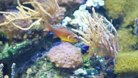 Aquarium 動画素材 10840986