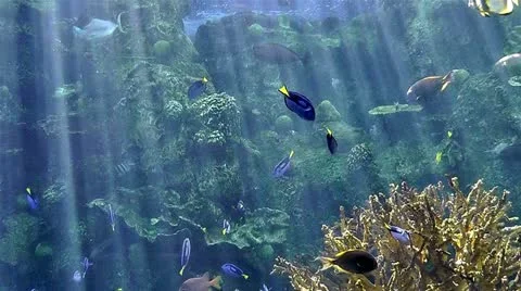 Aquarium Stock Footage 10841262