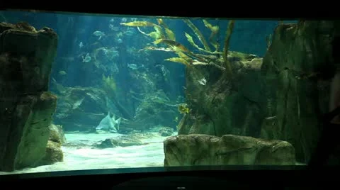 Aquarium Stock Footage 11593956
