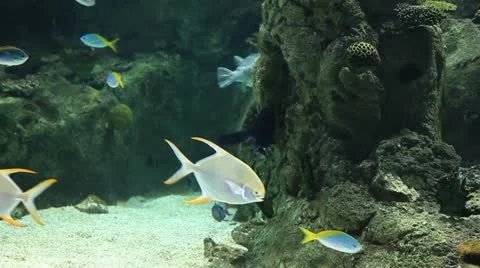Aquarium Stock Footage 11595616