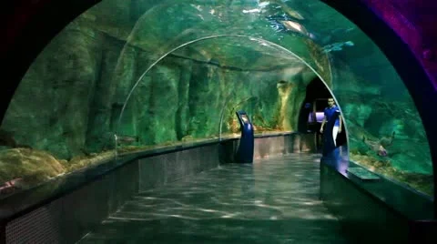 Aquarium Stock Footage 11596673