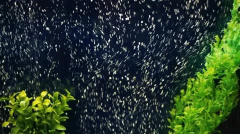 Aquarium Vídeo Stock 12372379