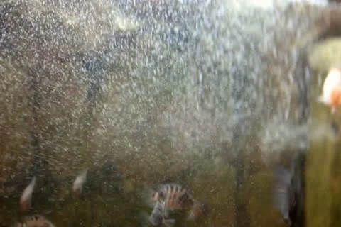 Aquarium. Video stock 20545342