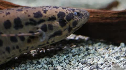 Aquarium Stock Footage