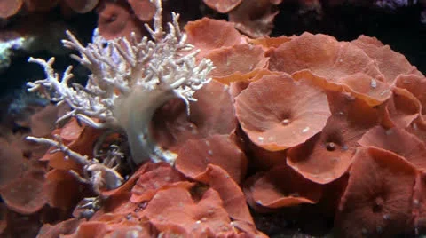 Aquarium Stock Footage 25454070