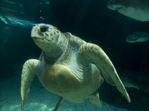 Aquarium Stock Footage 27359013