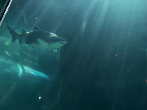 Aquarium Stock Footage 27359155