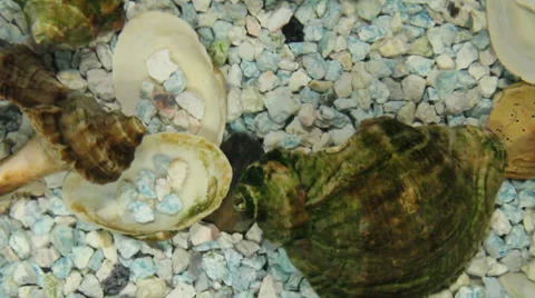 Aquarium Vídeos de archivo 30362441