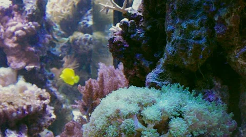Aquarium. Stock Footage 34662584