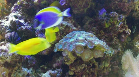 In aquarium. 動画素材 34717746