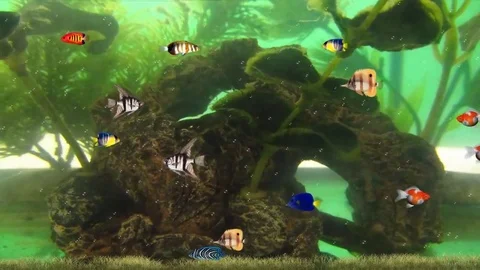 Aquarium Stock Footage 70141365
