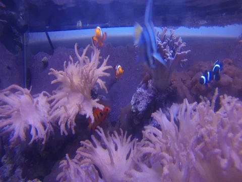 Aquarium Stock Footage 77335604