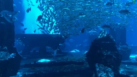 Aquarium Stock Footage 101544252