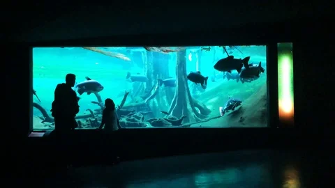 At the Aquarium Video stock 103690894