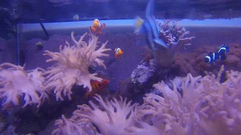 Aquarium Stock Footage 107175194