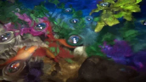 Aquarium Stock Footage 110880061