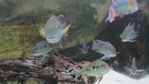 Aquarium Stock Footage 113877587