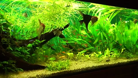 Aquarium Stock Footage 138462113