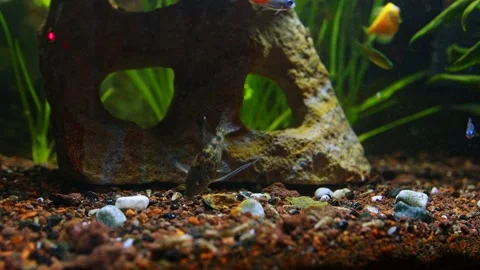 Aquarium Stock Footage 168108121