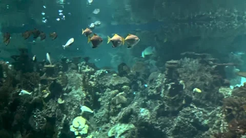 Aquarium Stock Footage 177233401