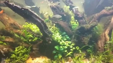 Aquarium Stock Footage 217992491