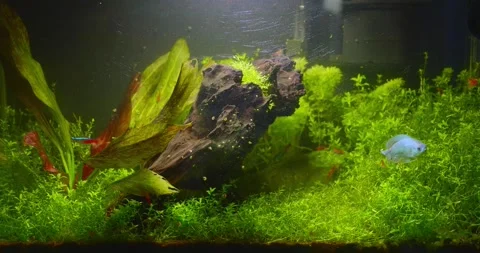 Aquarium Stock Footage 218045011